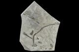 Silurian Algae With Eurypterid Telson (Tail) Plate - New York #118136-1
